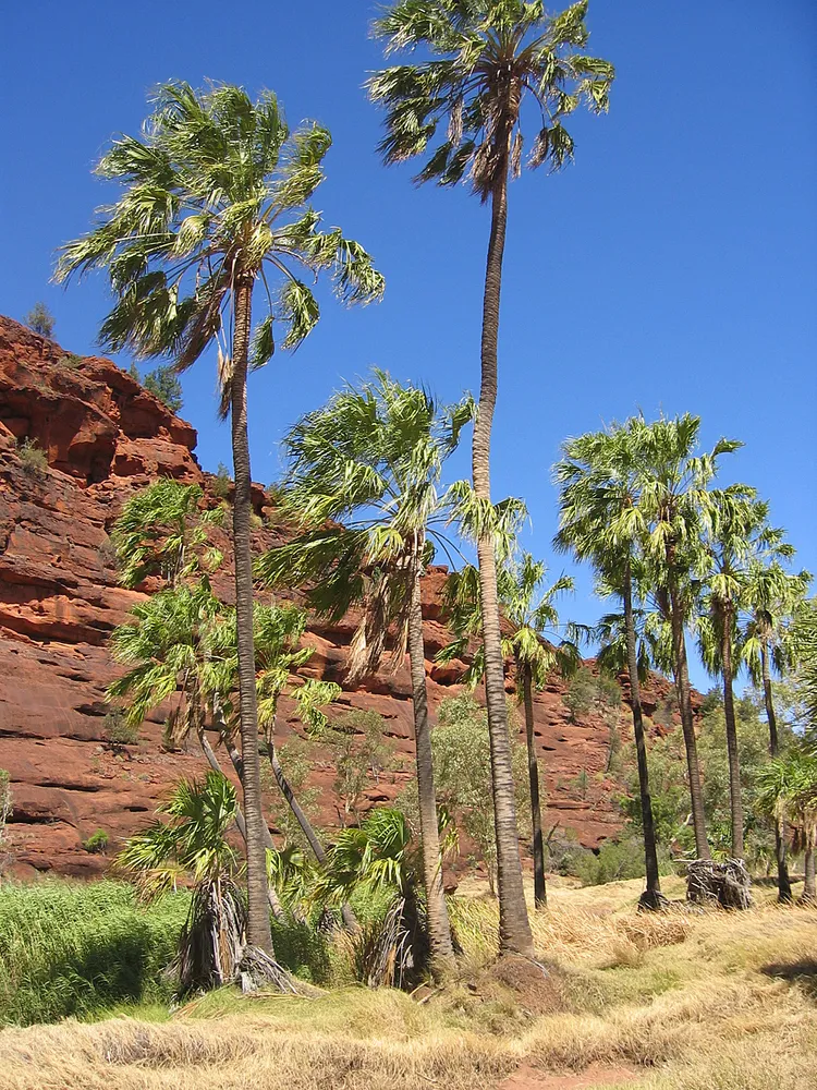 livistona saribus plant showing characteristic features