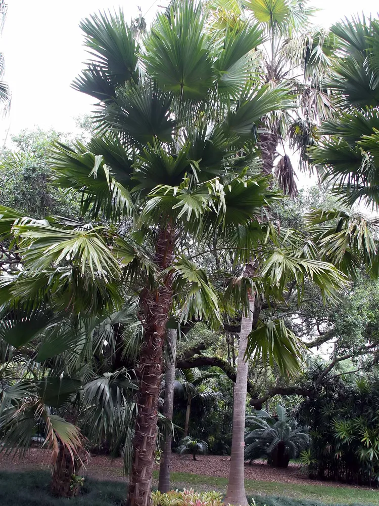 livistona saribus plant showing characteristic features