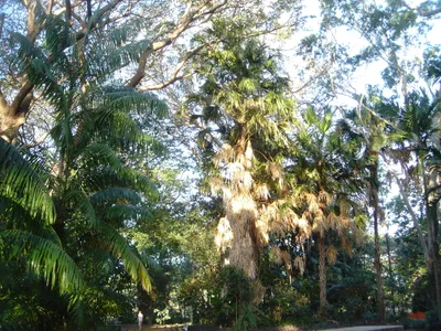 thumbnail livistona saribus