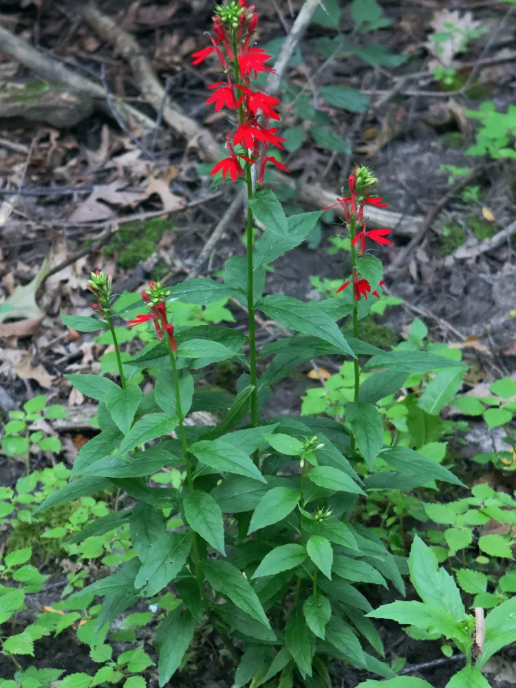 lobelia cardinalis plant showing characteristic features