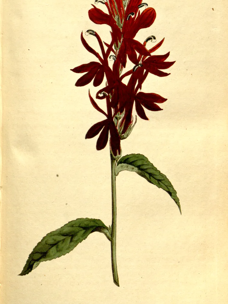lobelia cardinalis plant showing characteristic features