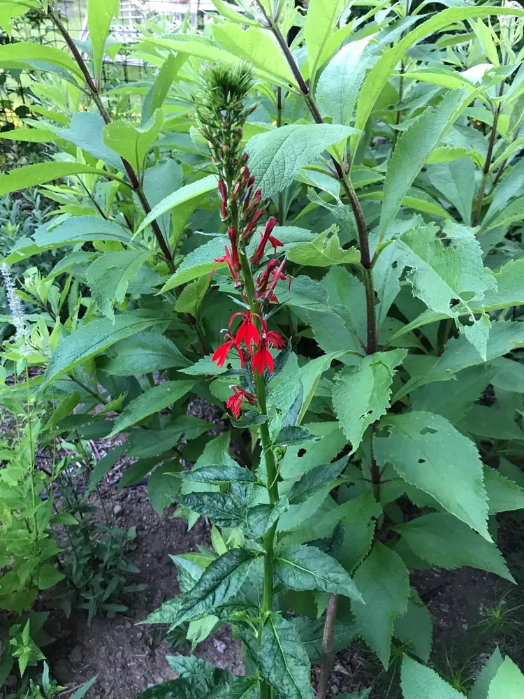 lobelia cardinalis plant showing characteristic features