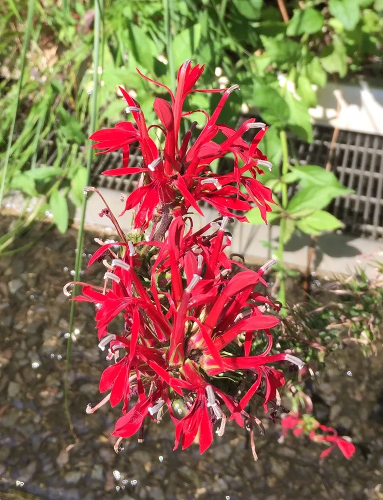 lobelia cardinalis plant showing characteristic features