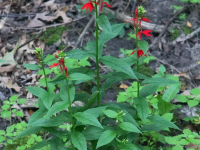 thumbnail lobelia cardinalis