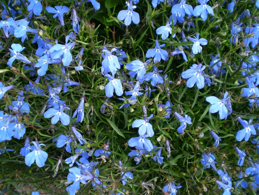 Plante lobelia erinus montrant ses caractéristiques typiques