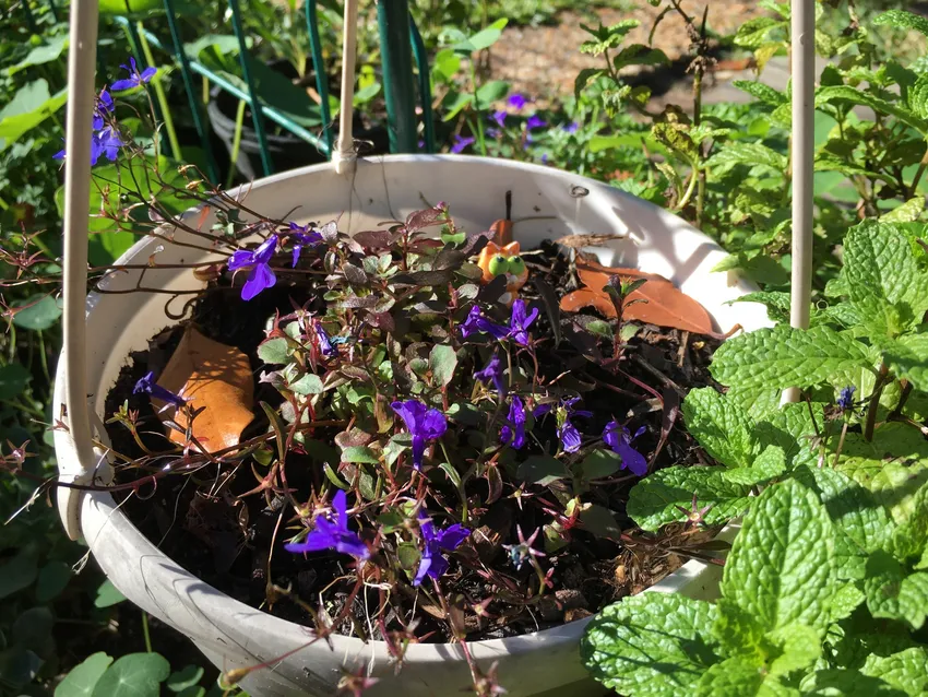 Plante lobelia erinus montrant ses caractéristiques typiques