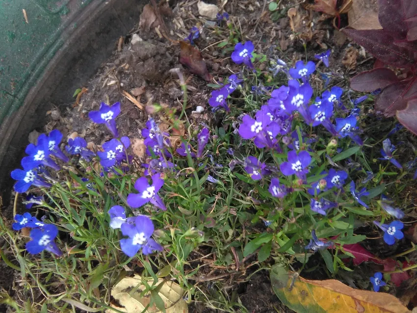 Plante lobelia erinus montrant ses caractéristiques typiques