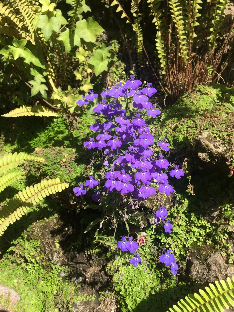 Plante lobelia erinus montrant ses caractéristiques typiques
