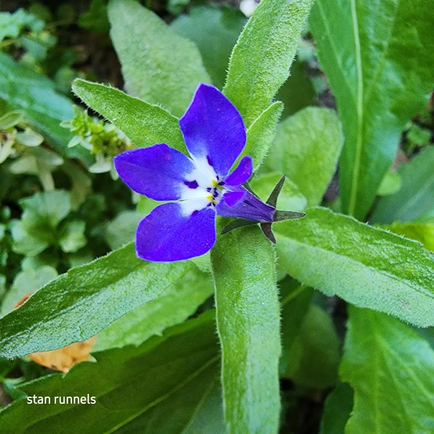 Plante lobelia erinus montrant ses caractéristiques typiques