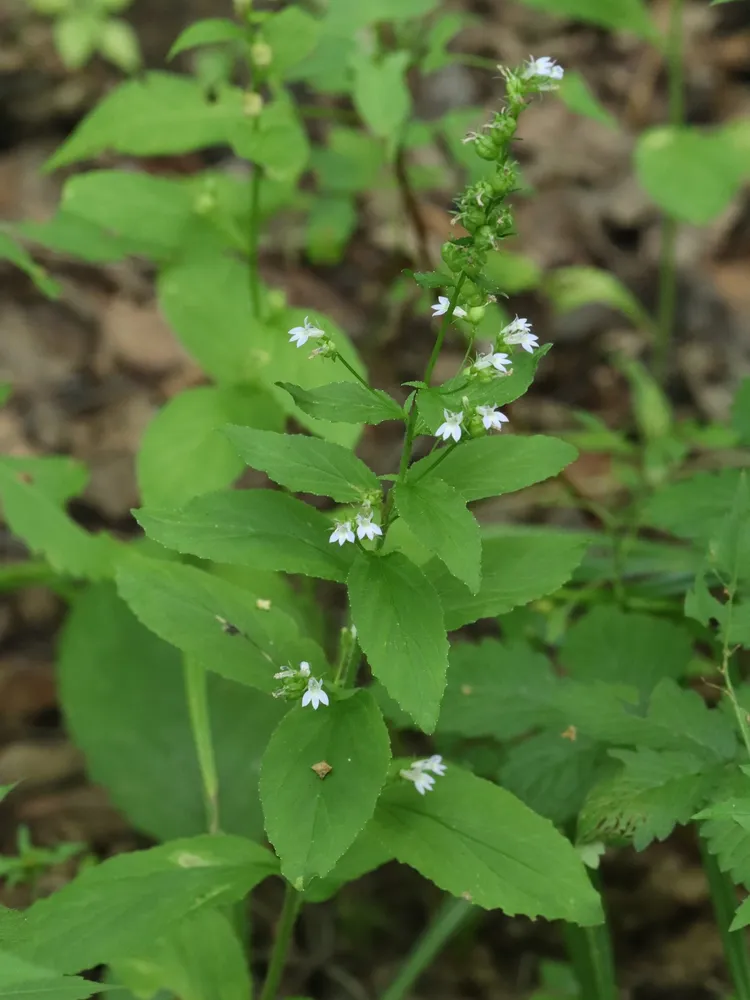 lobelia inflata plant showing characteristic features