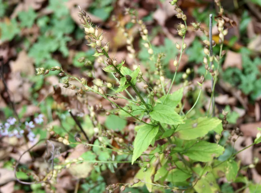 lobelia inflata plant showing characteristic features
