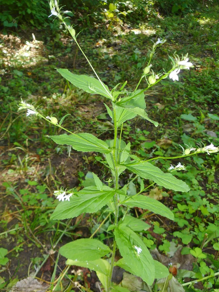 lobelia inflata plant showing characteristic features