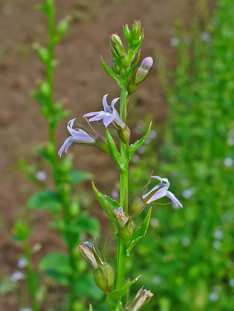 lobelia inflata plant showing characteristic features