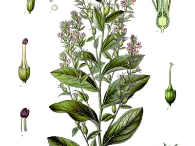 thumbnail lobelia inflata