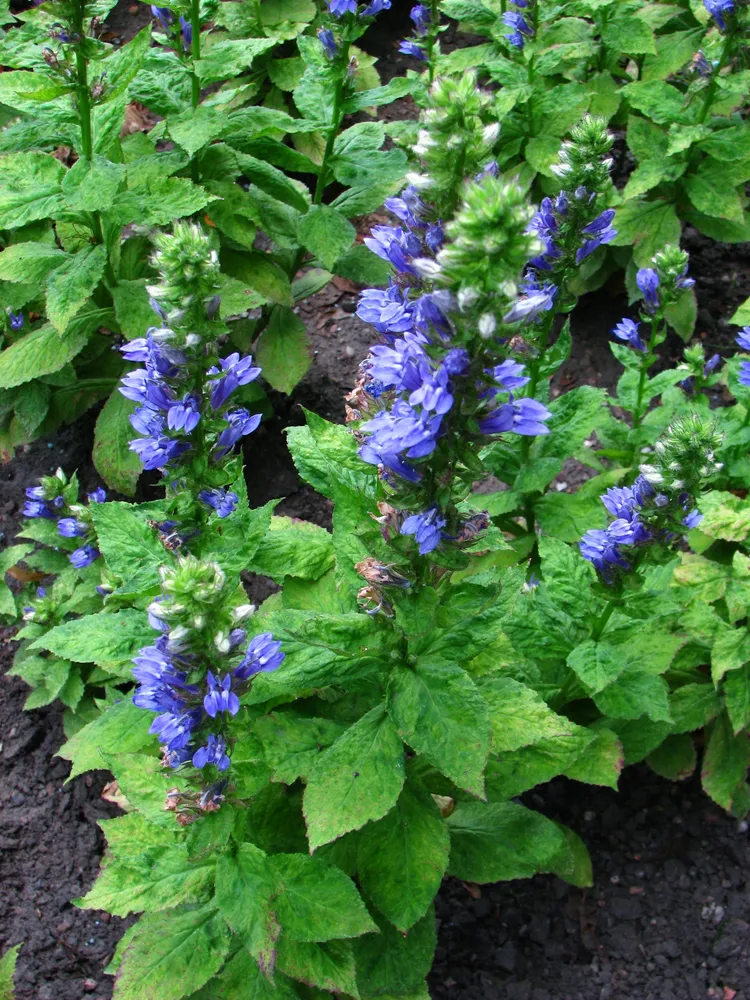 lobelia siphilitica plant showing characteristic features