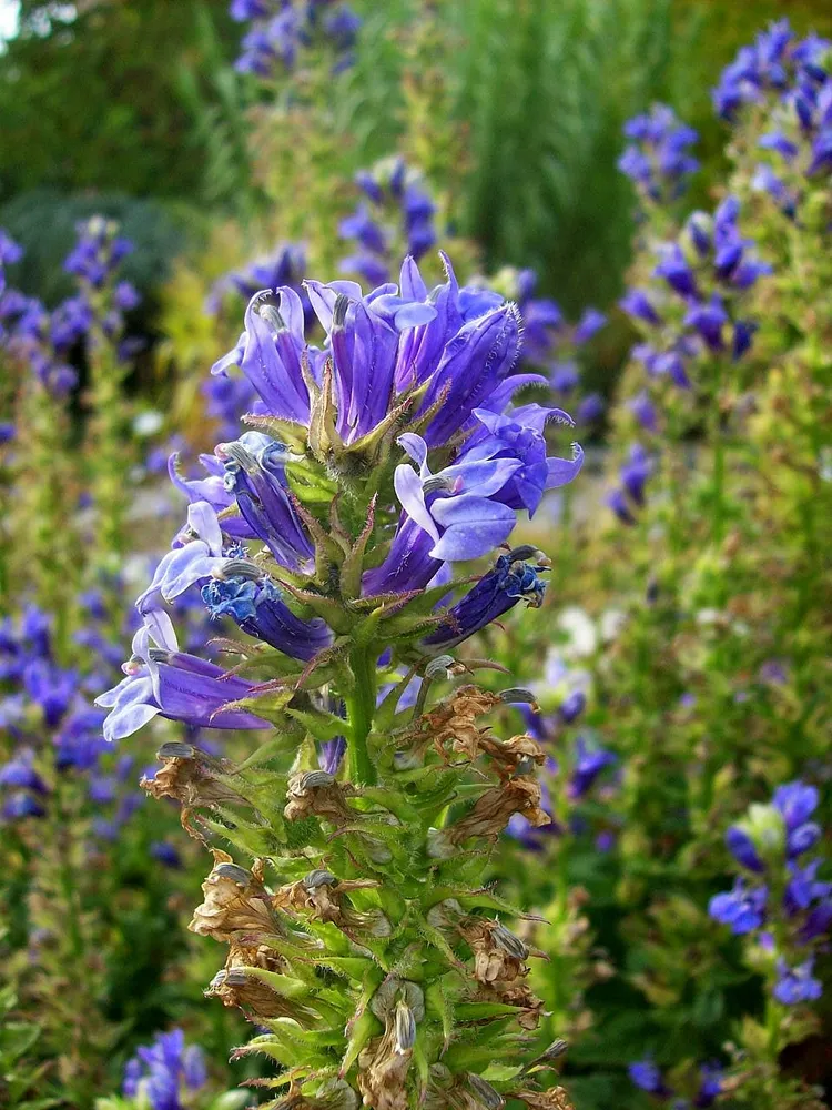 lobelia siphilitica plant showing characteristic features