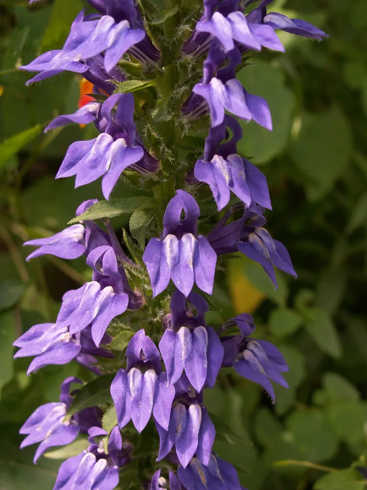 lobelia siphilitica plant showing characteristic features