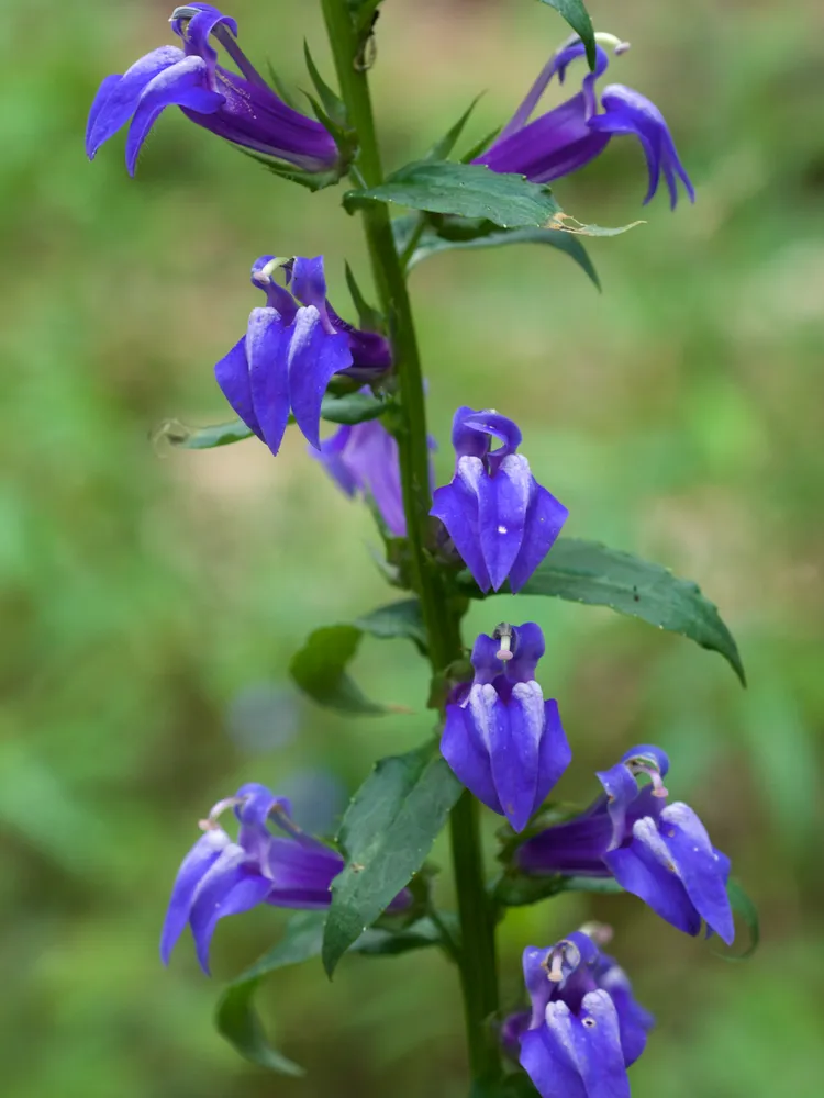 lobelia siphilitica plant showing characteristic features