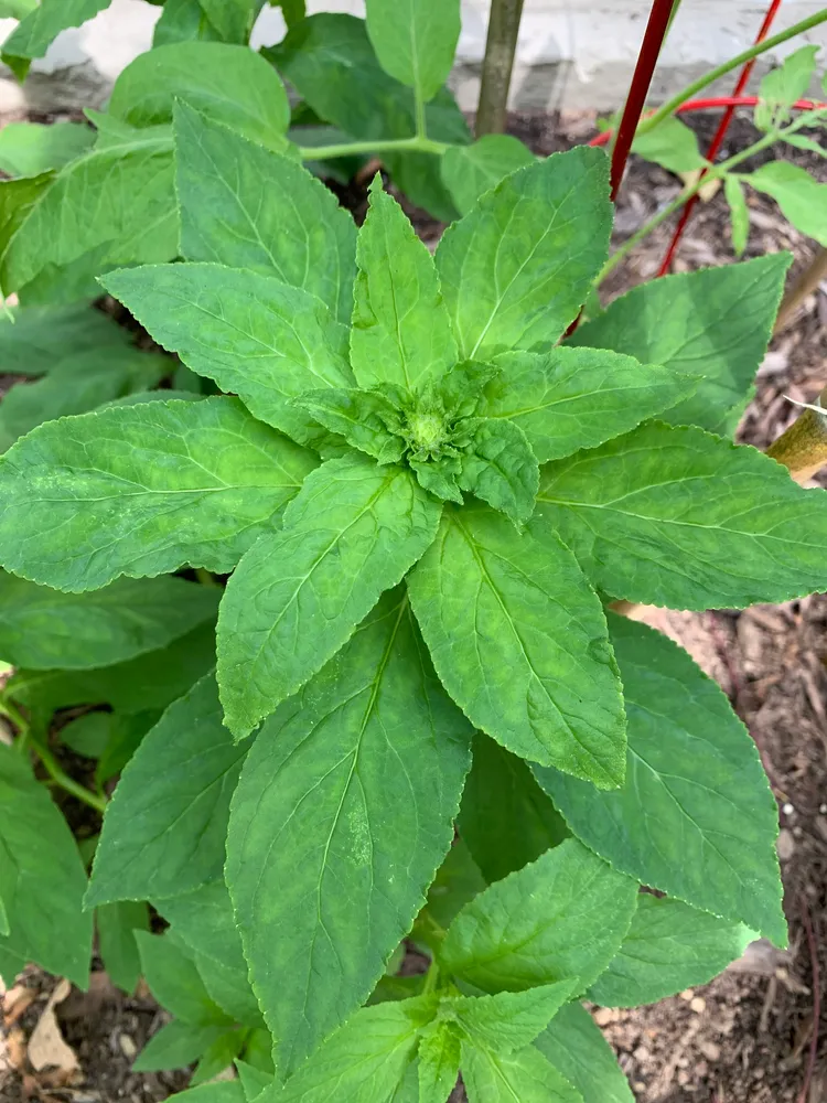 lobelia siphilitica plant showing characteristic features