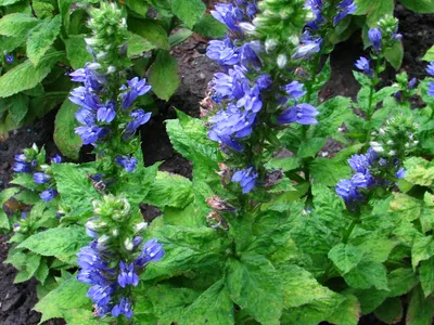 thumbnail lobelia siphilitica