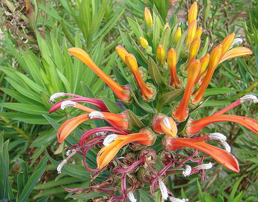 lobelia tupa plant showing characteristic features