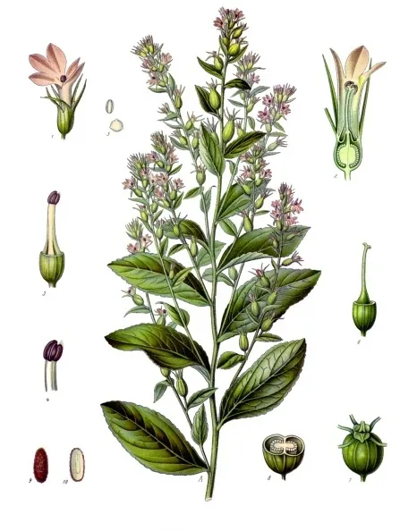 lobelia tupa plant showing characteristic features