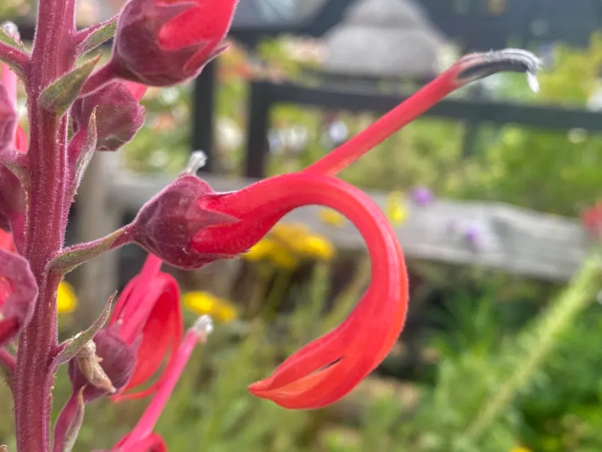 lobelia tupa plant showing characteristic features