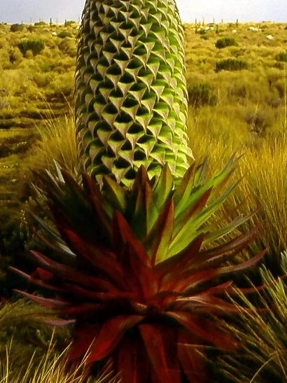 lobelia tupa plant showing characteristic features