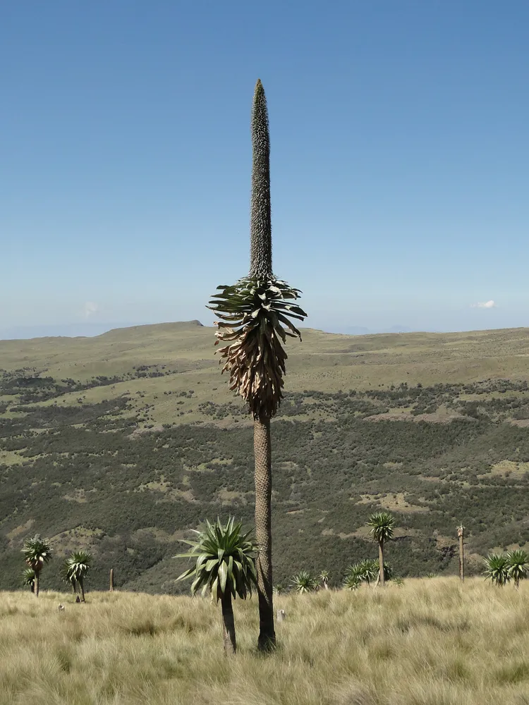lobelia tupa plant showing characteristic features