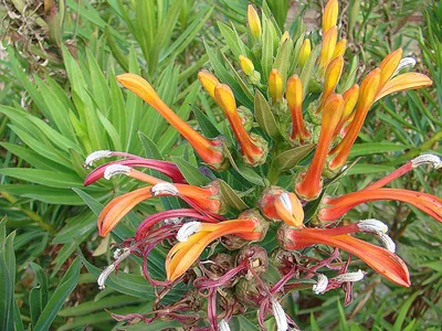thumbnail lobelia tupa
