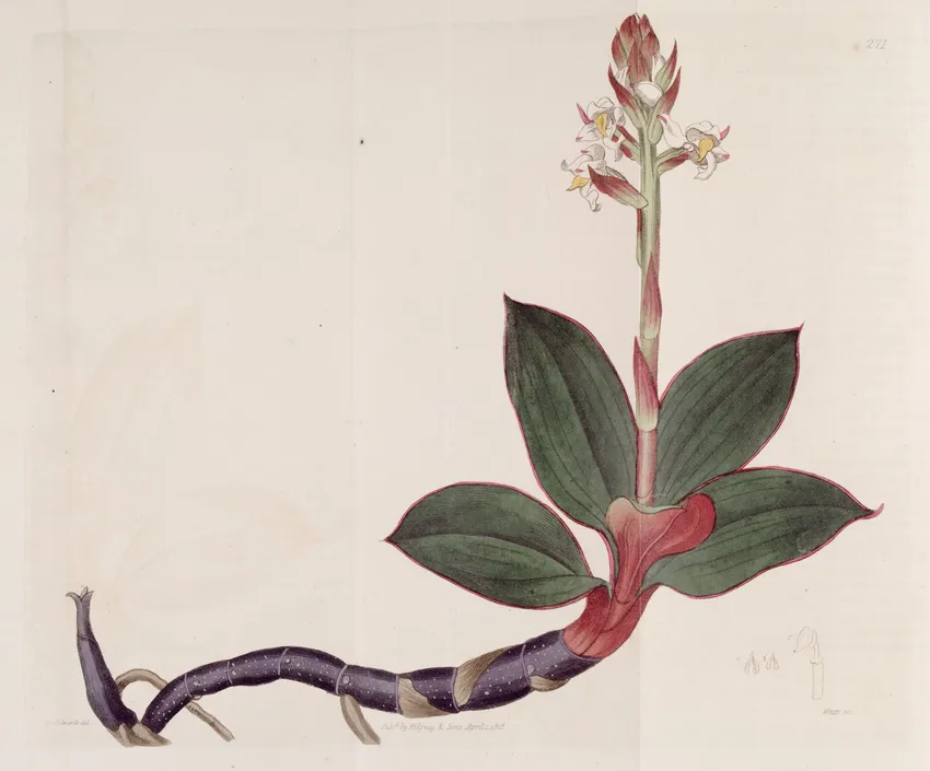 ludisia discolor plant showing characteristic features