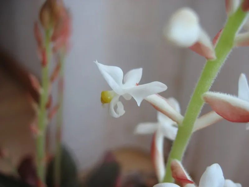 ludisia discolor plant showing characteristic features
