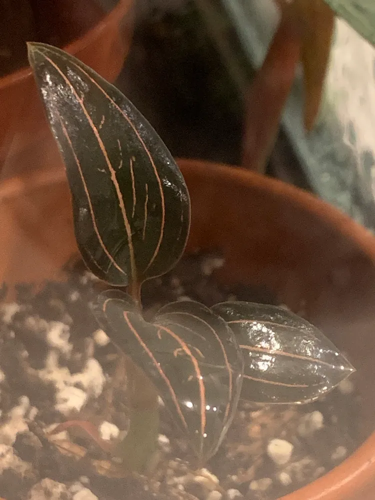 ludisia discolor plant showing characteristic features