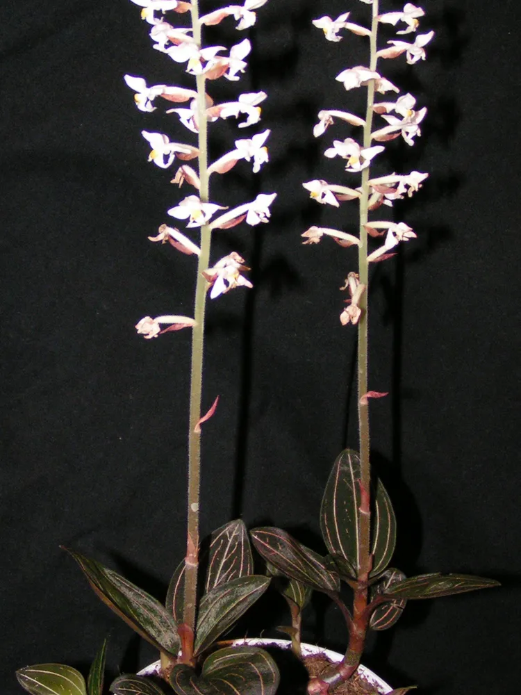 ludisia discolor plant showing characteristic features