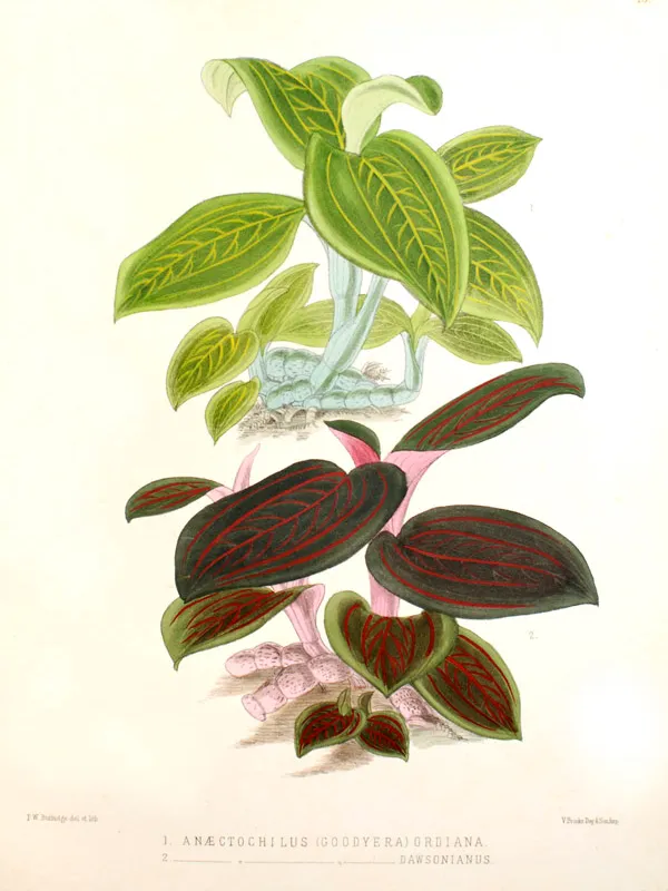 ludisia discolor plant showing characteristic features