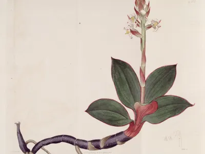 thumbnail ludisia discolor