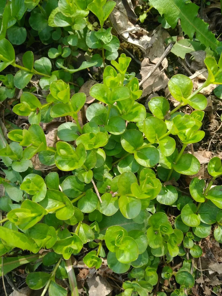 Plante lysimachia nummularia montrant ses caractéristiques typiques