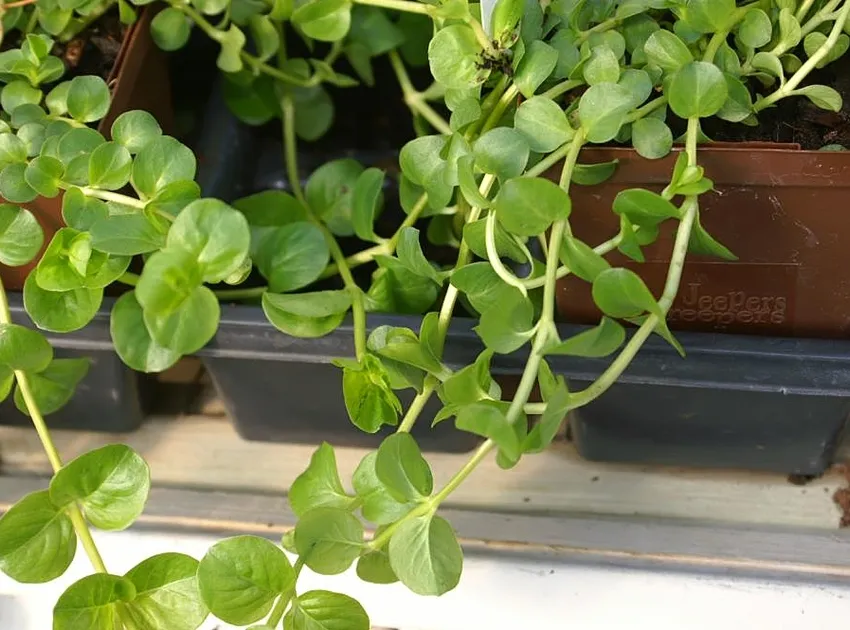 Plante lysimachia nummularia montrant ses caractéristiques typiques