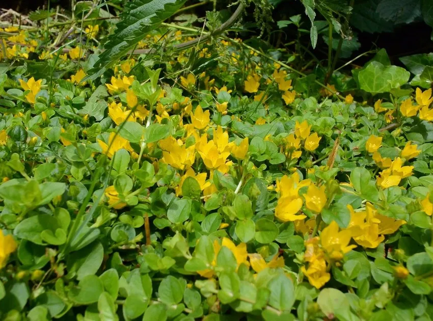 Plante lysimachia nummularia montrant ses caractéristiques typiques