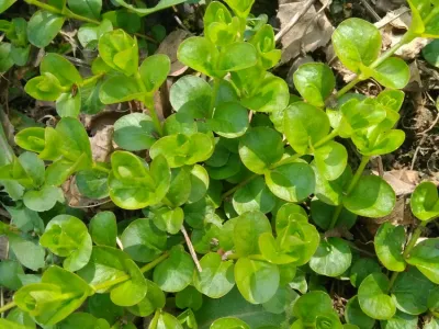 Image miniature lysimachia nummularia