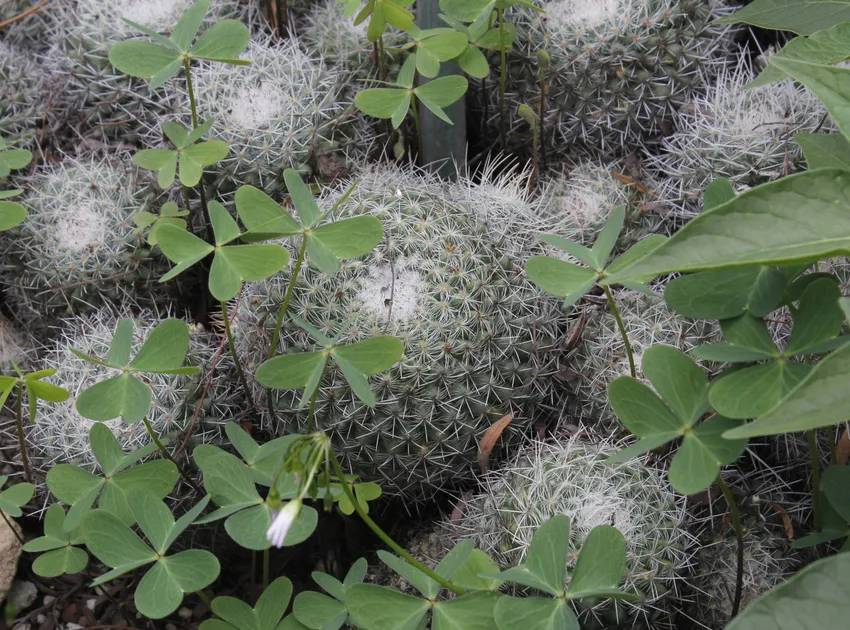 mammillaria geminispina plant showing characteristic features