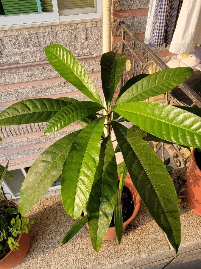 mangifera indica plant showing characteristic features