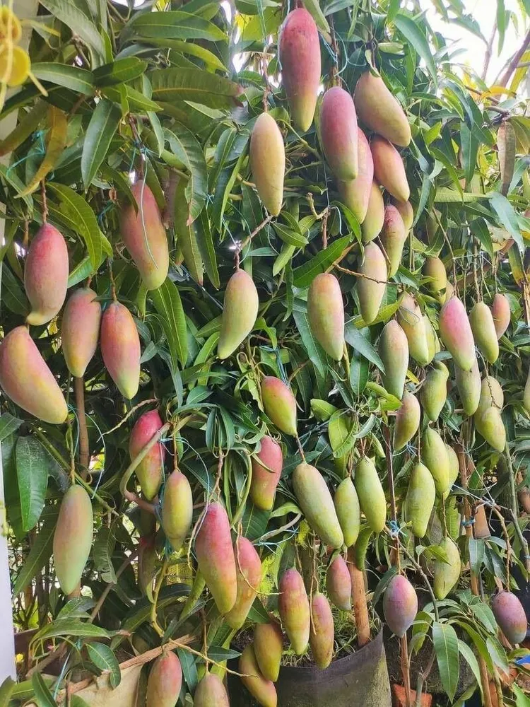 mangifera indica plant showing characteristic features