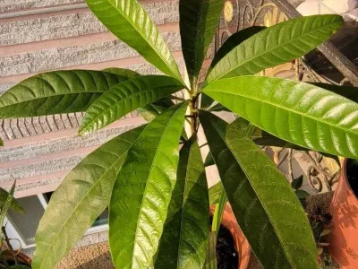 thumbnail mangifera indica