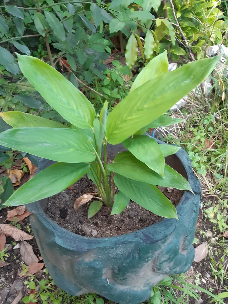 maranta arundinacea plant showing characteristic features