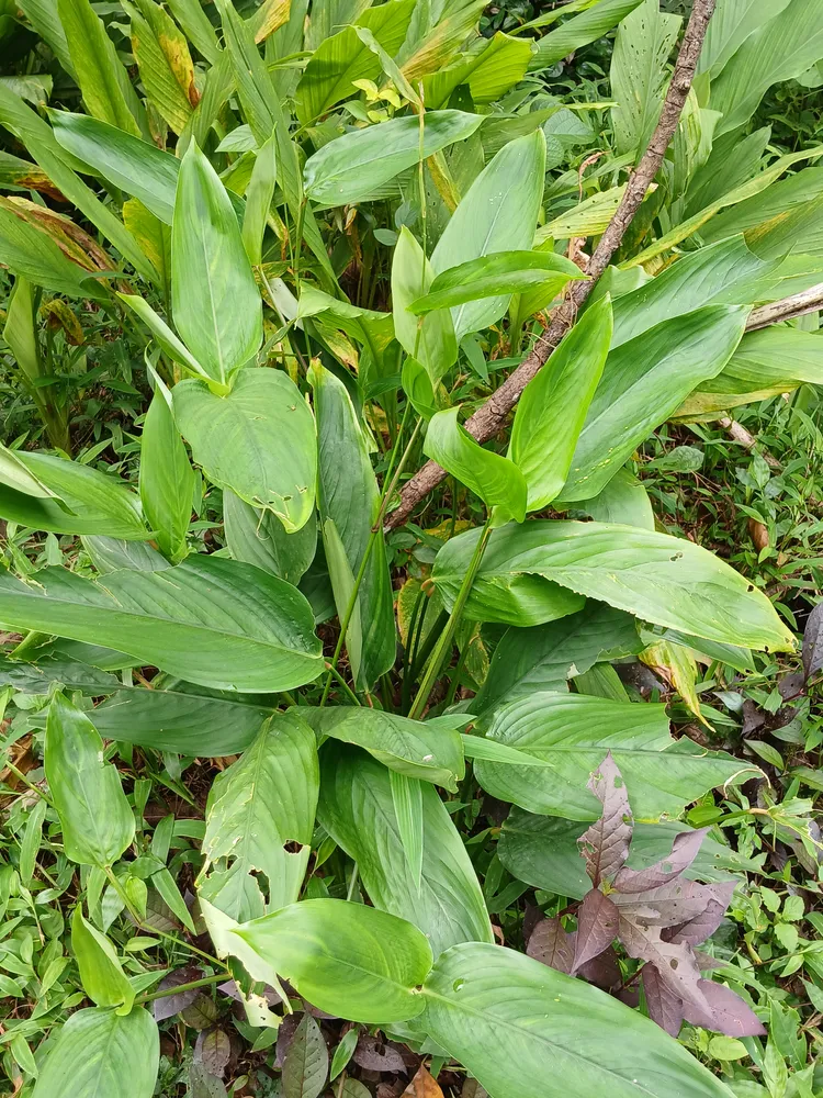 maranta arundinacea plant showing characteristic features