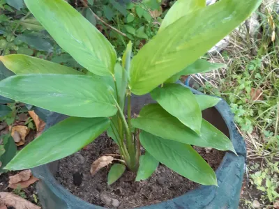 maranta arundinacea thumbnail