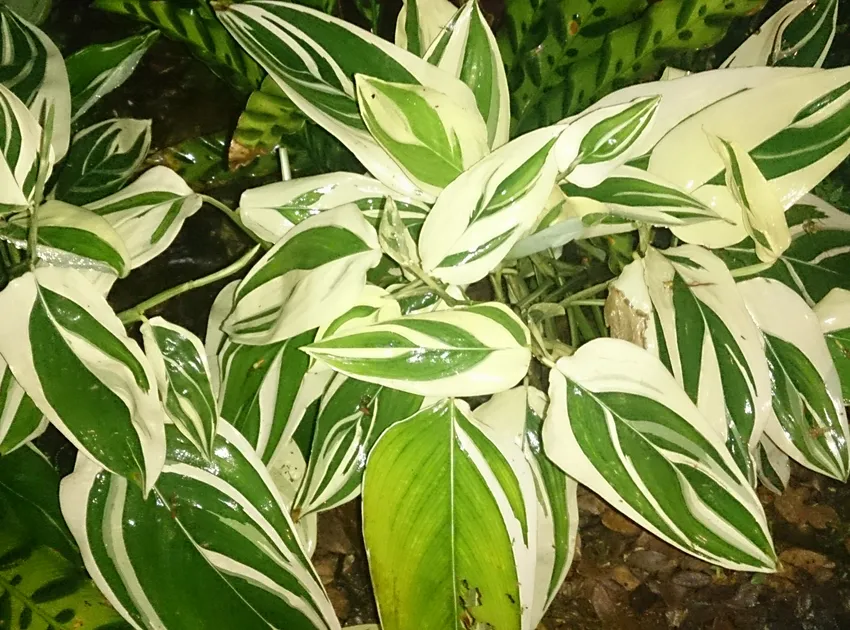 maranta variegata plant showing characteristic features