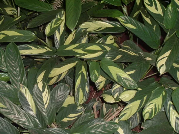 maranta variegata plant showing characteristic features