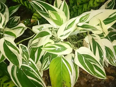 maranta variegata thumbnail